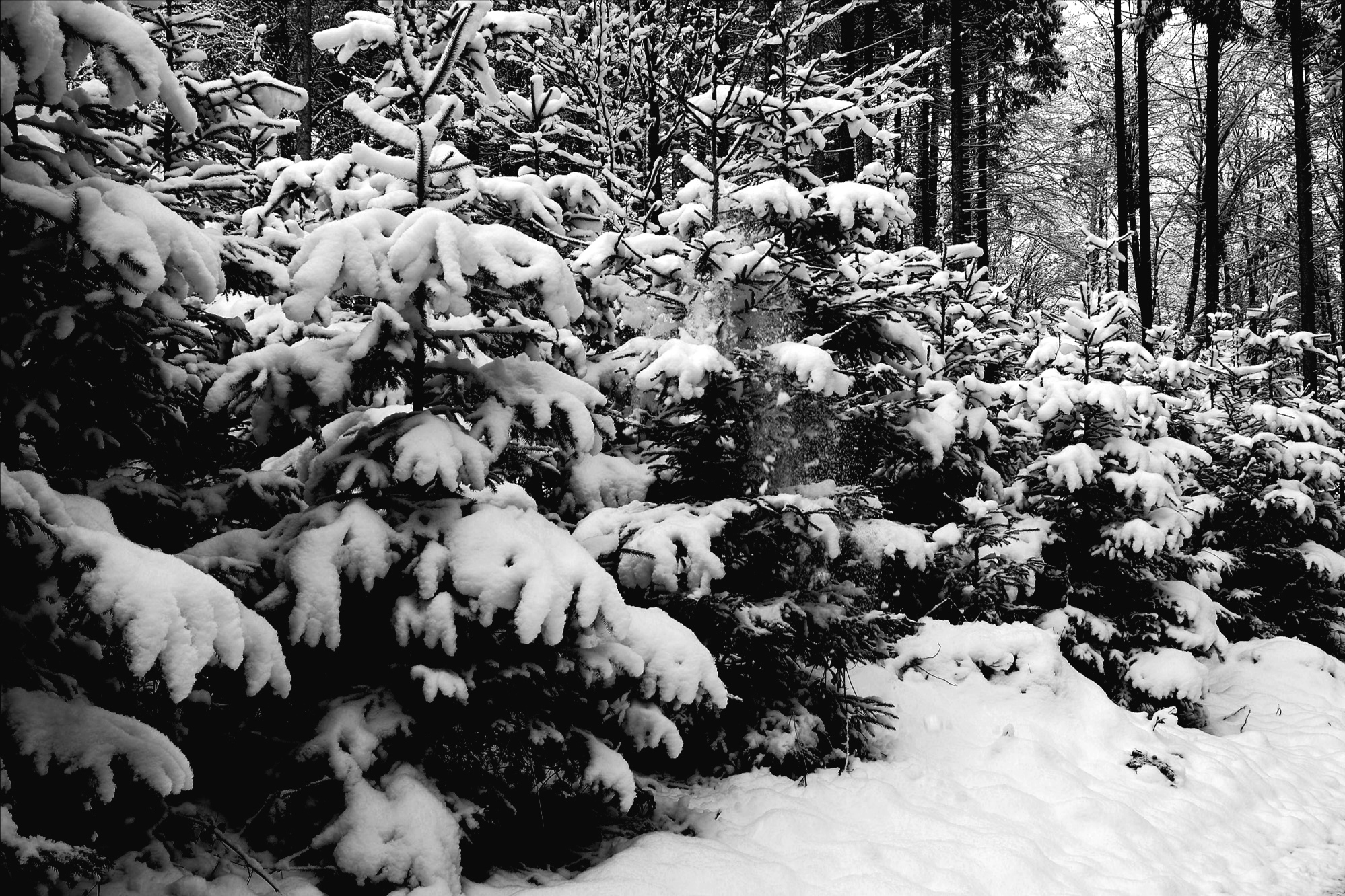 Winterlicher Fichtenschlag