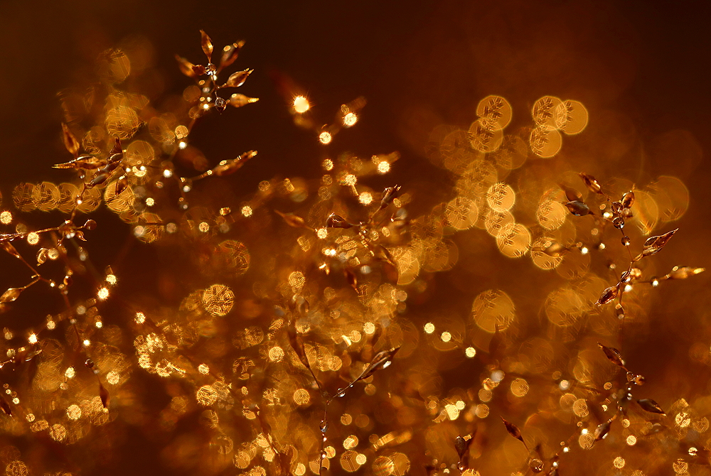 Weihnachtsglitzer