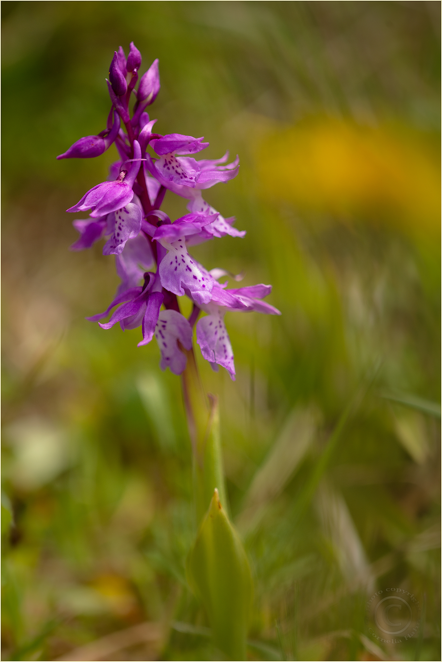 Sardisches Manns-Knabenkraut (Orchis mascula ssp. ichnusae)