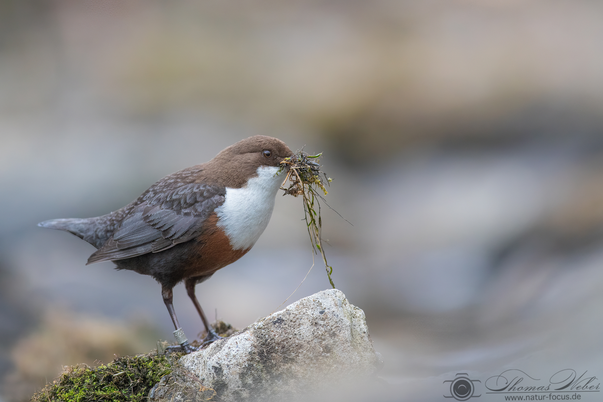 Wasseramsel bei der Materialbeschaffung
