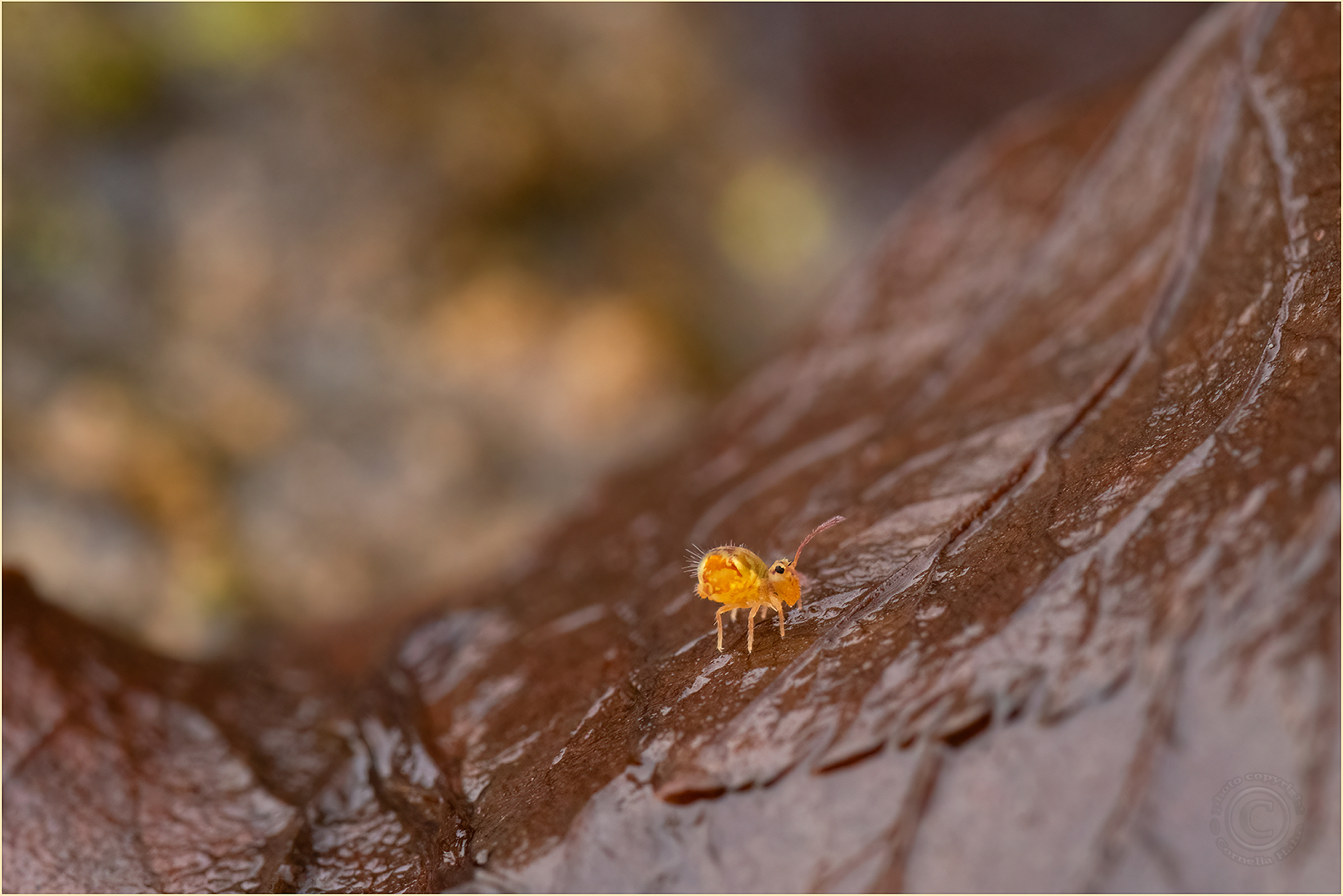 Blatt-Wellen-Reiter