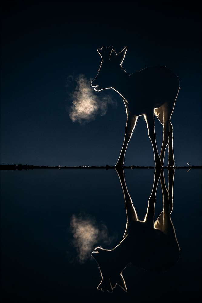 Reh am Wasser