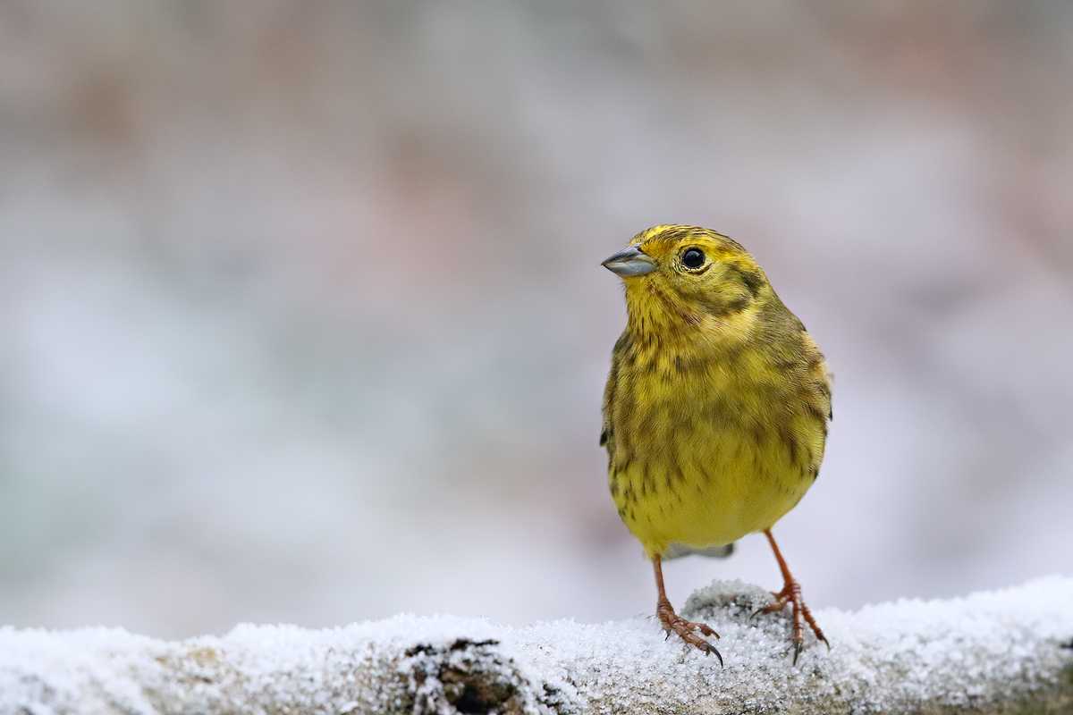 Kleiber (Forum für Naturfotografen)