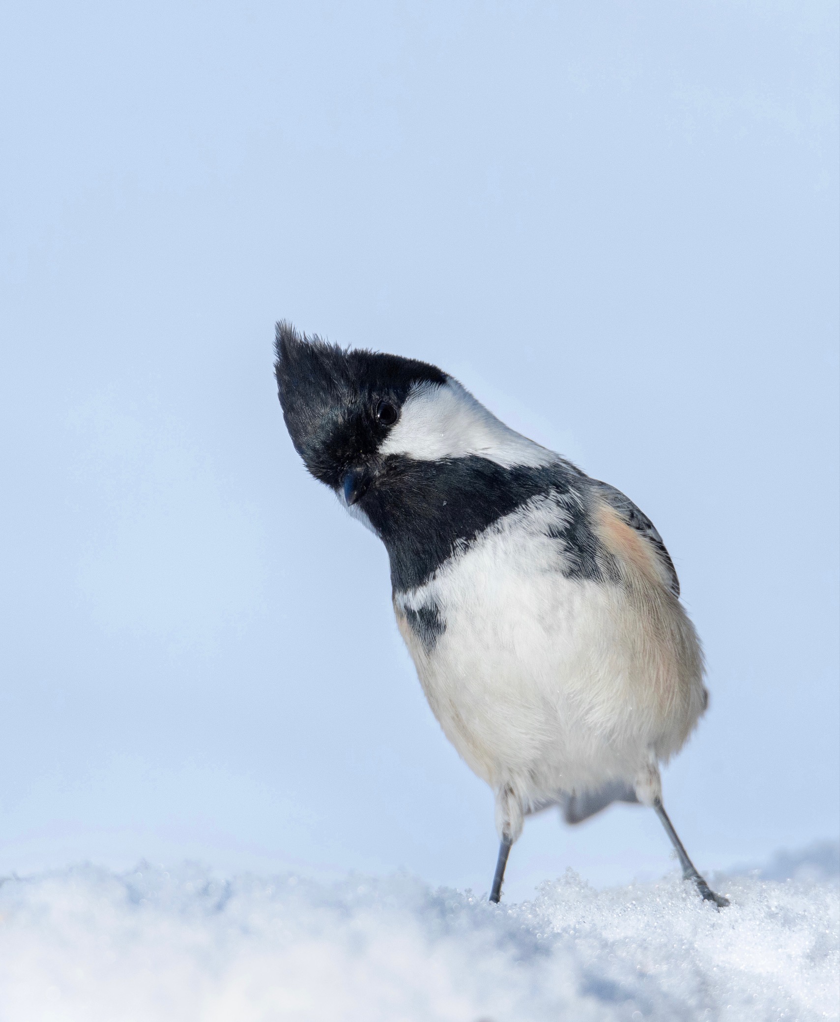 Tannenmeise im Schnee