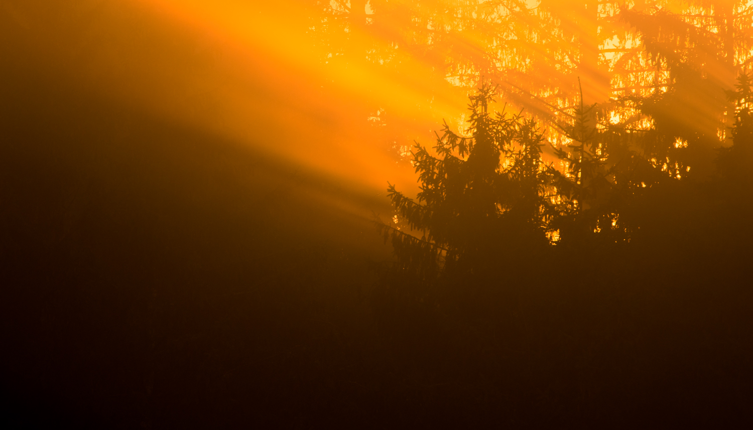 Nebelwald bei Sonnenuntergang