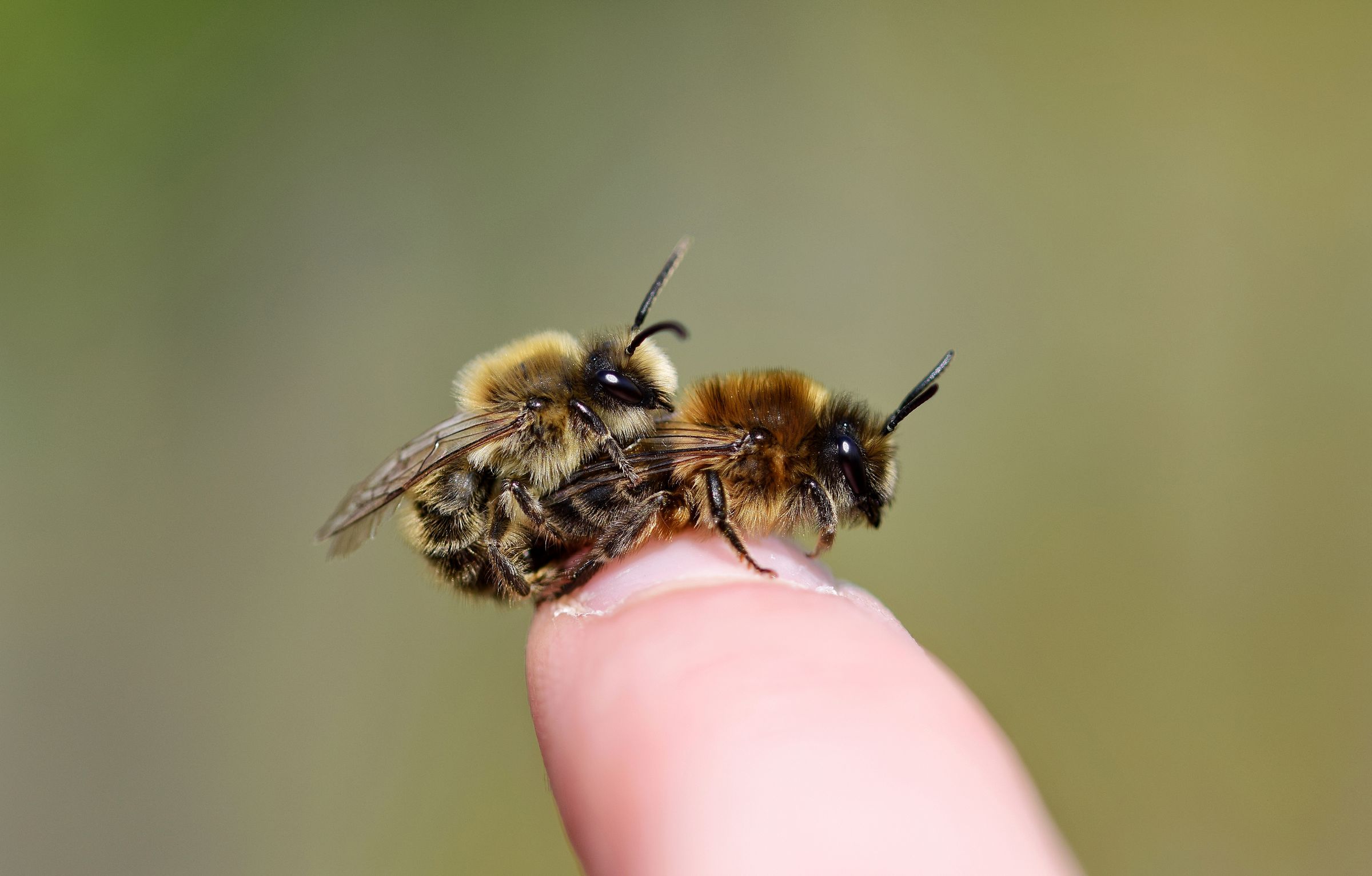 Frühlings-Seidenbienen