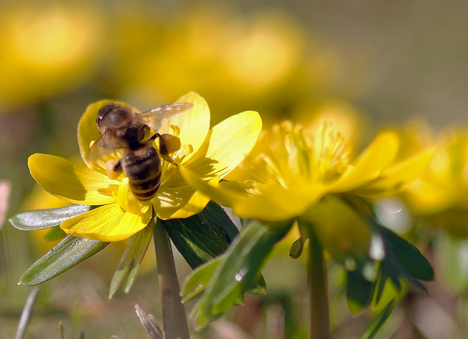 im Wunder der Natur