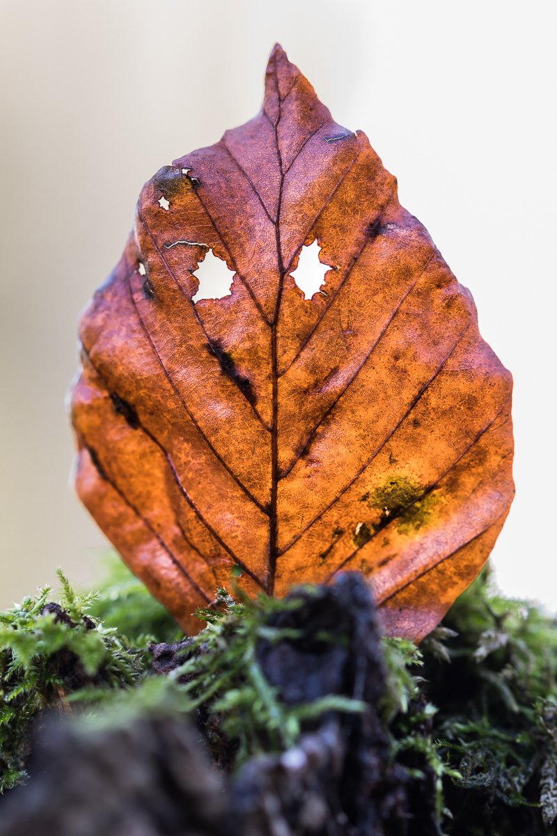 Das schmunzelnde Blatt