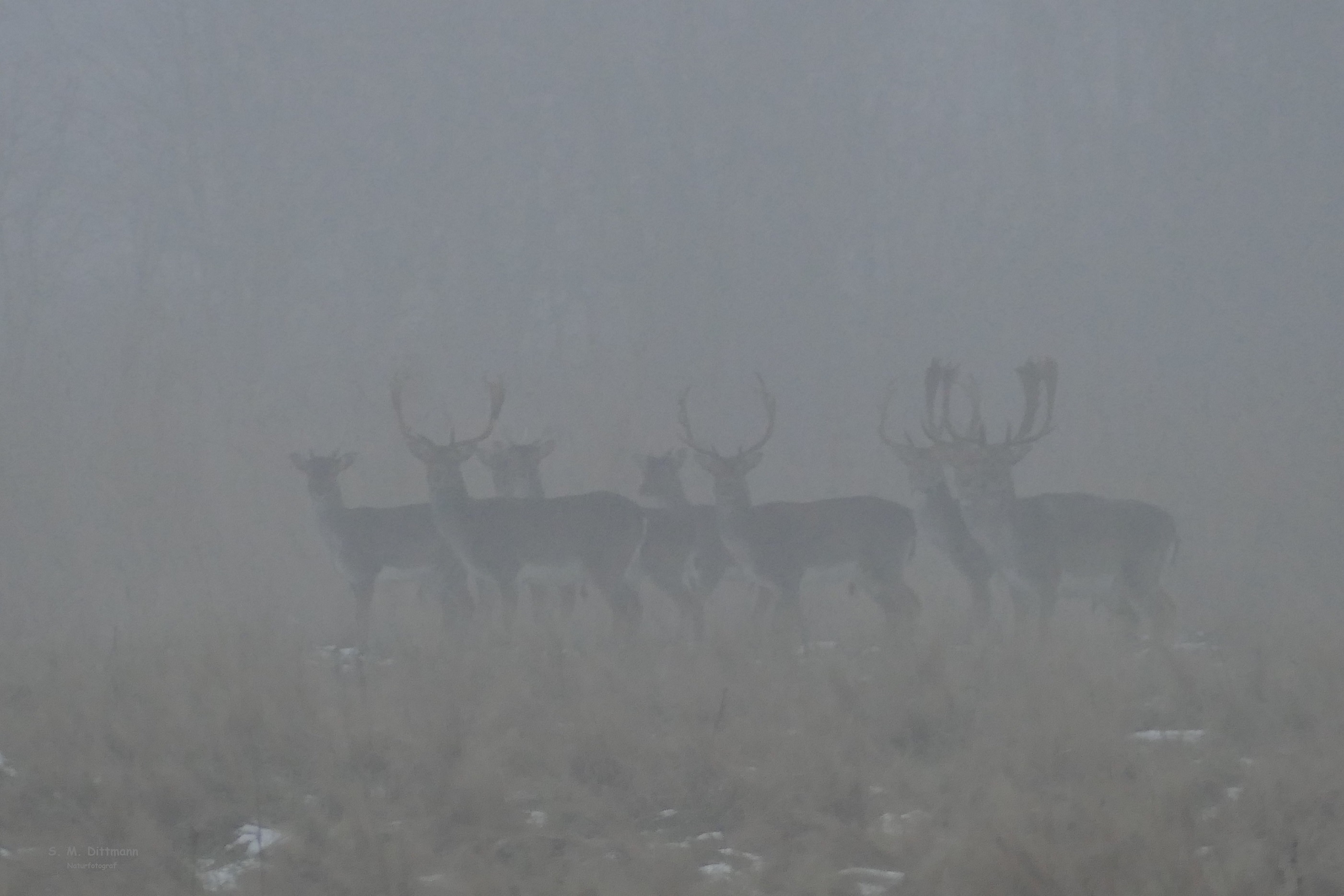 Schemen im Nebel