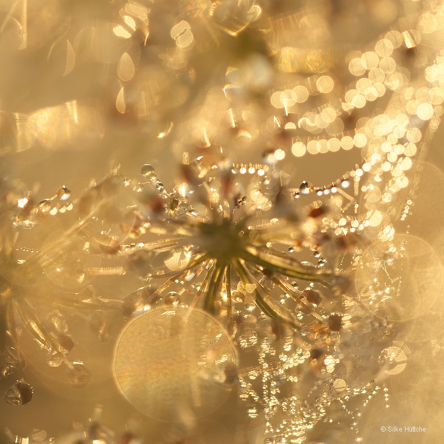 Glitzermöhre