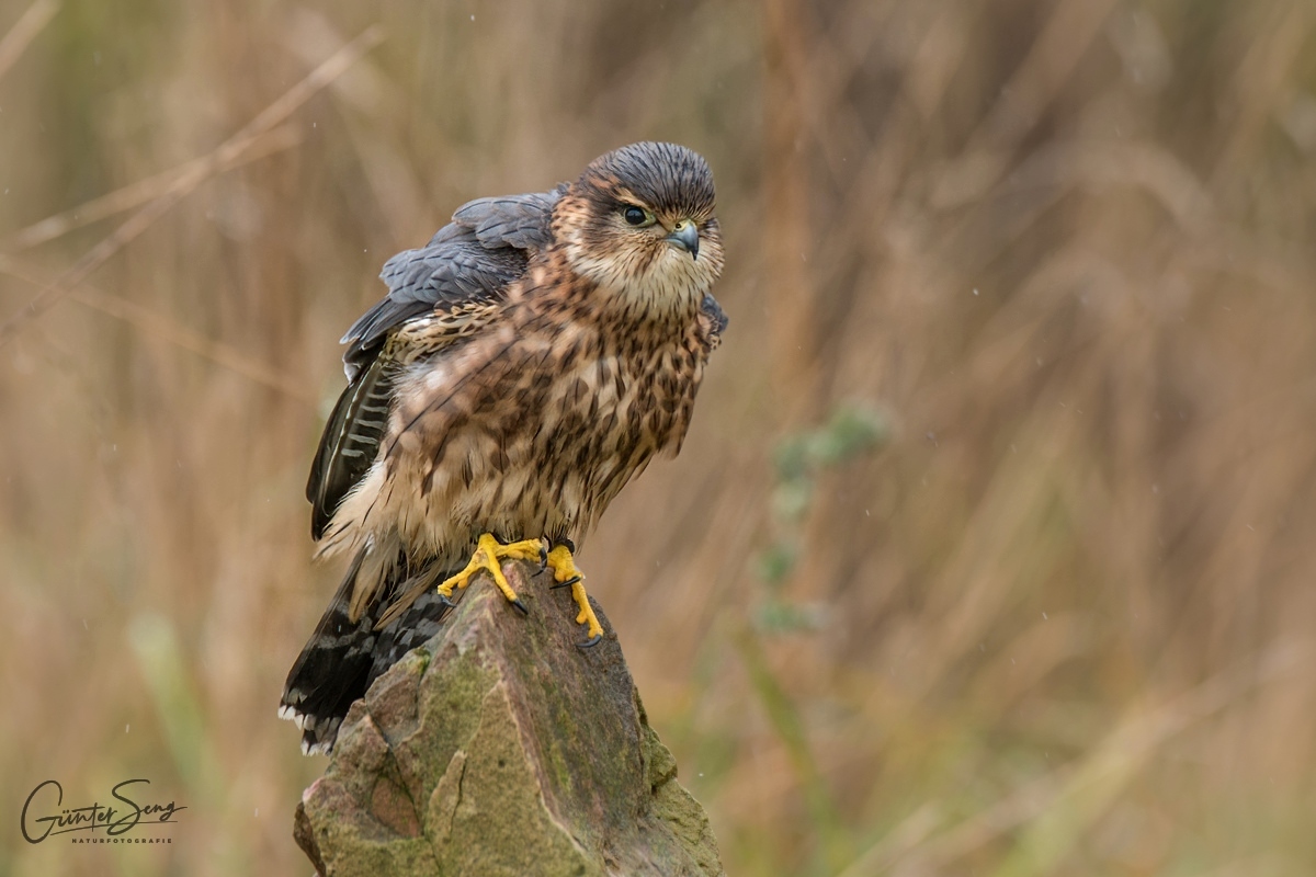 Der Merlin im Regen