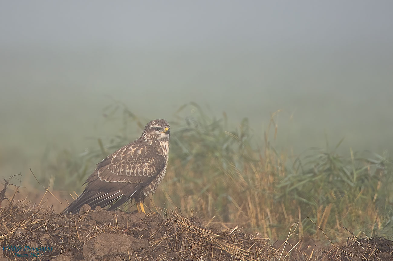 Nebelbussard