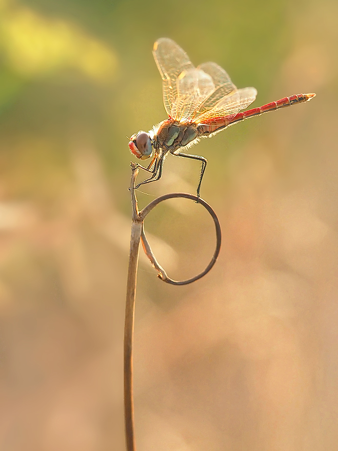 Sympetrum fonscolombii , Sommer 