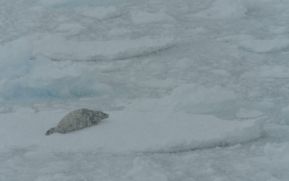 Klimawandel: Hochsommer in der Antarktis ???  Krabbenfresser Robbe on the Rocks