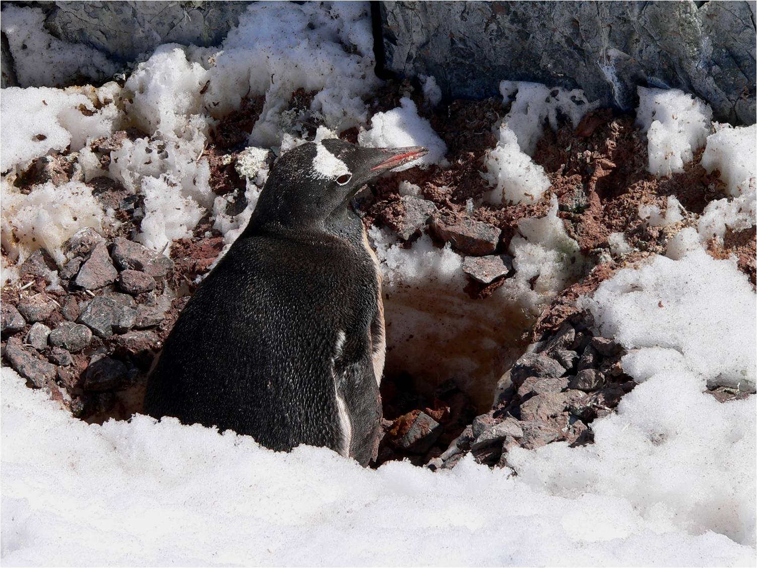 Für Uwe: 2.Eselspinguin versucht im Schnee weiter zu brüten...