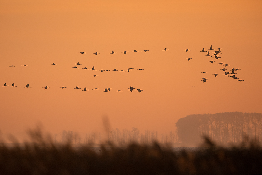 morgens am Bodden I