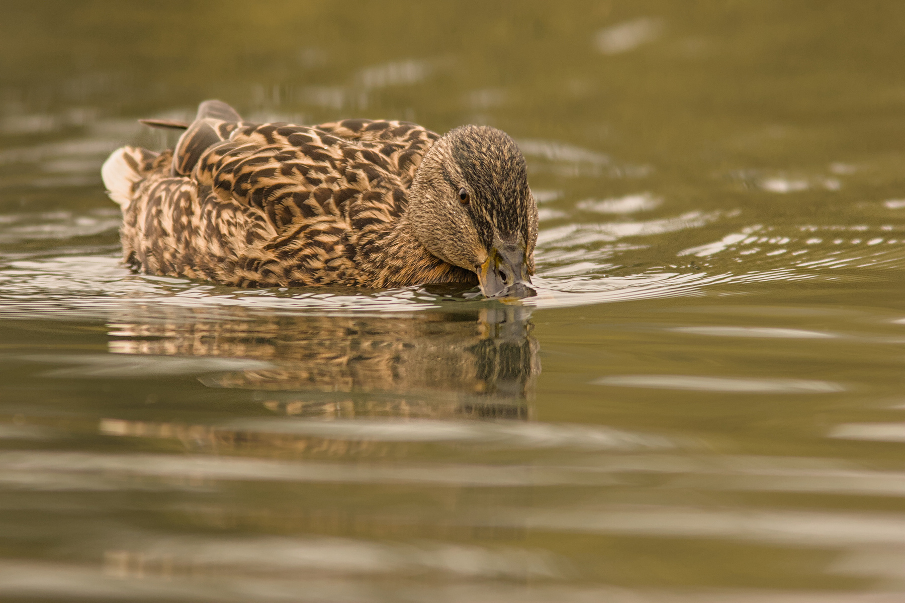 Stockente