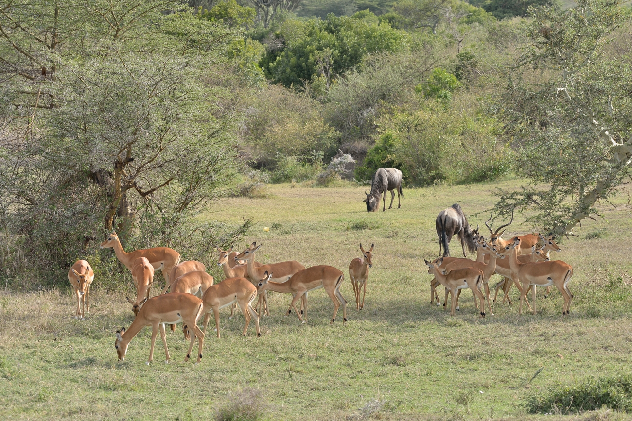 Impalaherde und Serengeti-Weißbartgnus