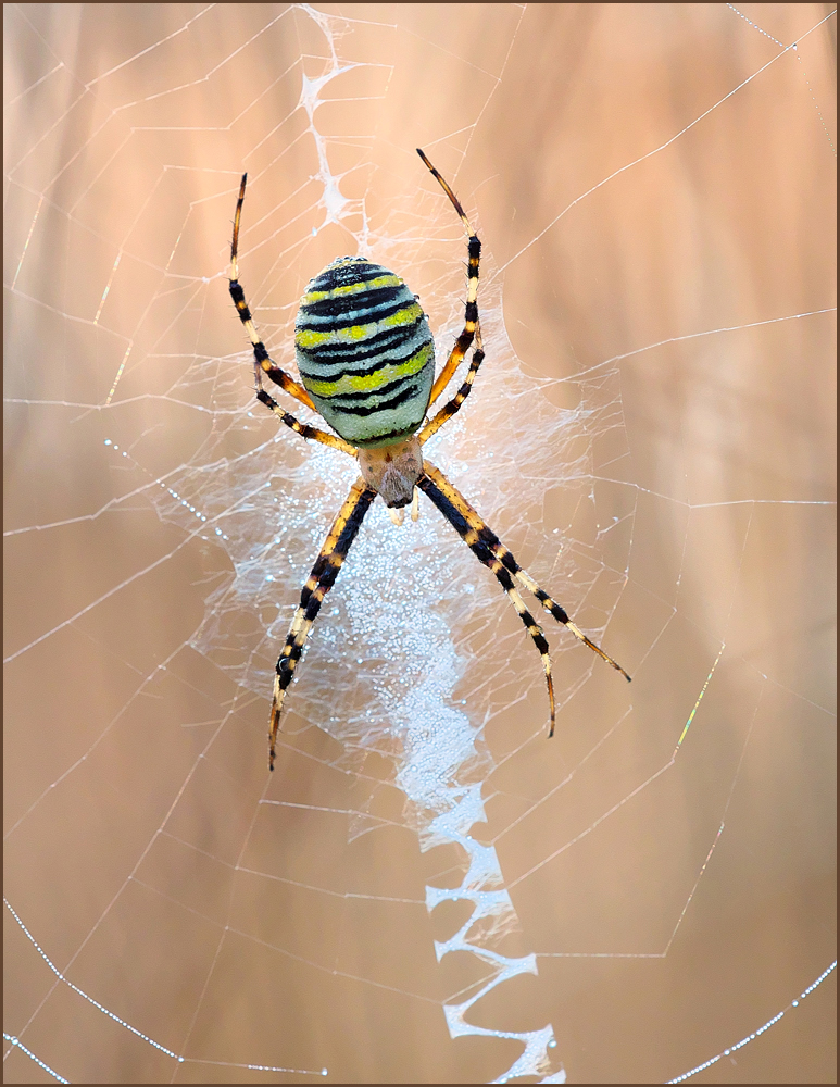 *Argiope bruennichi*