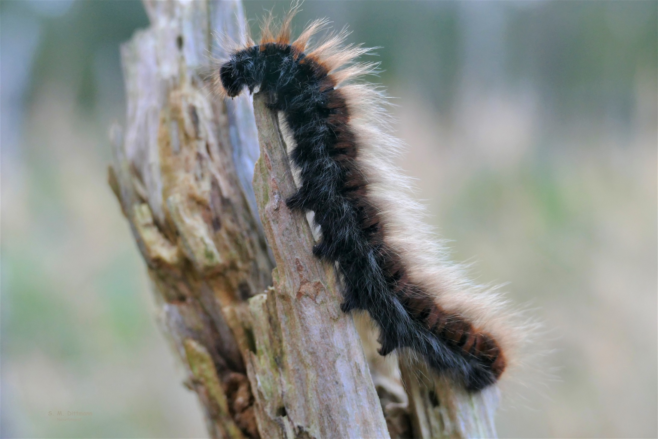 Raupe des Brombeerspinner