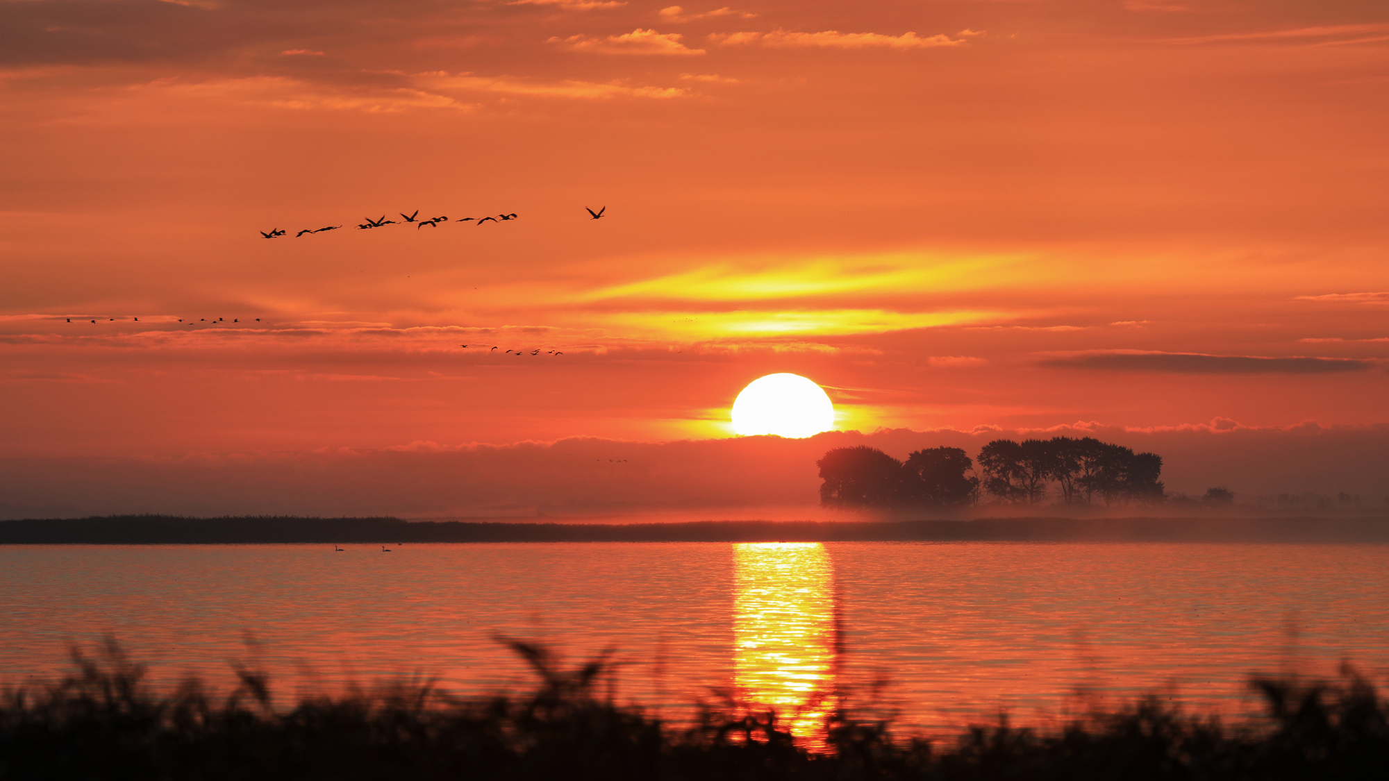 Kranichflug beim Sonnenaufgang