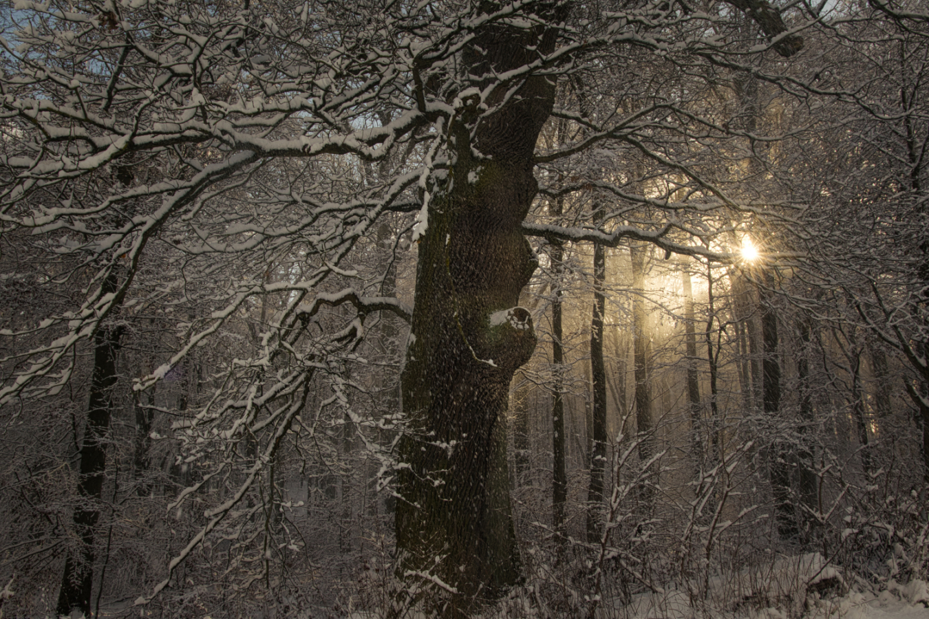 Schnee und Sonne