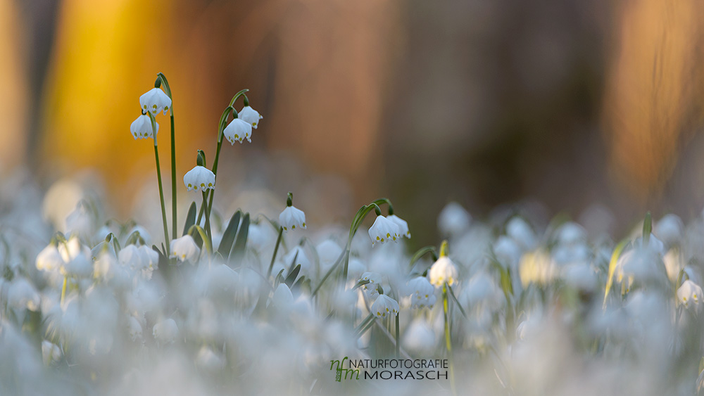 Frühling