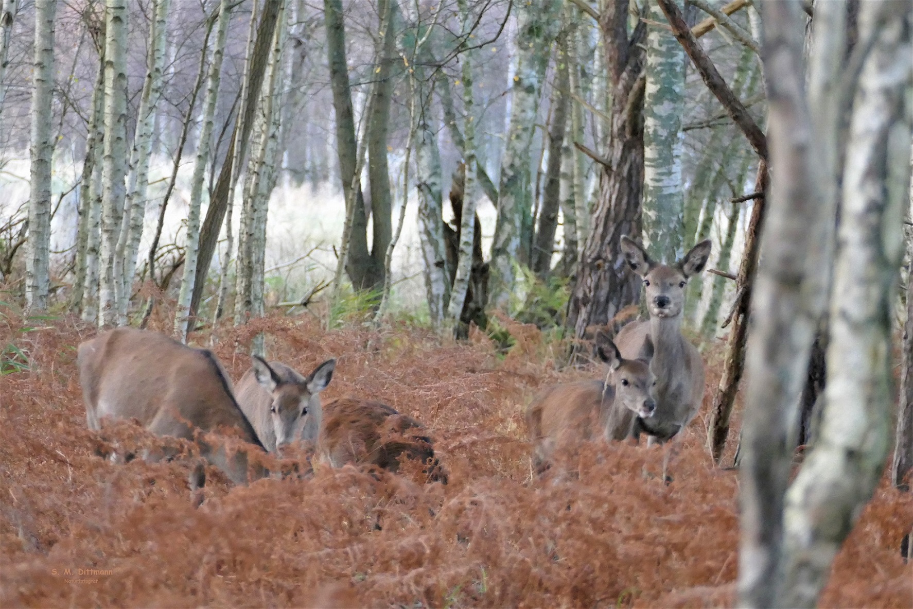 Ein Rudel rotes Kahlwild