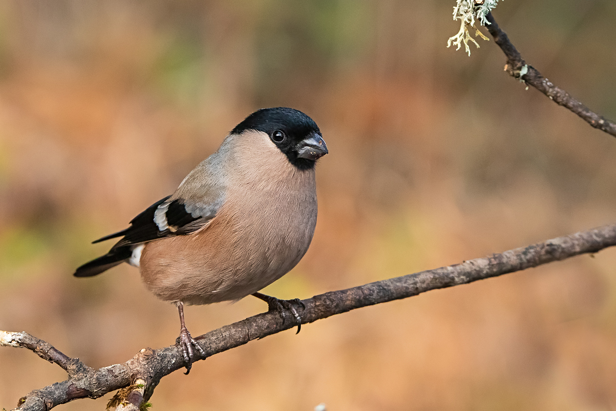 Dompfaff-Weibchen (Forum für Naturfotografen)