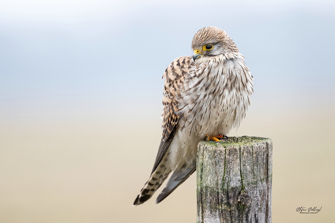 Auch der Turmfalke mag das graue Wetter nicht...