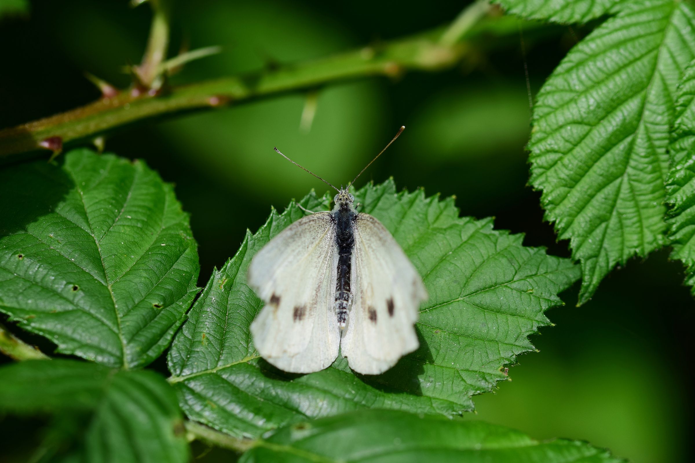 In der Brombeerhecke
