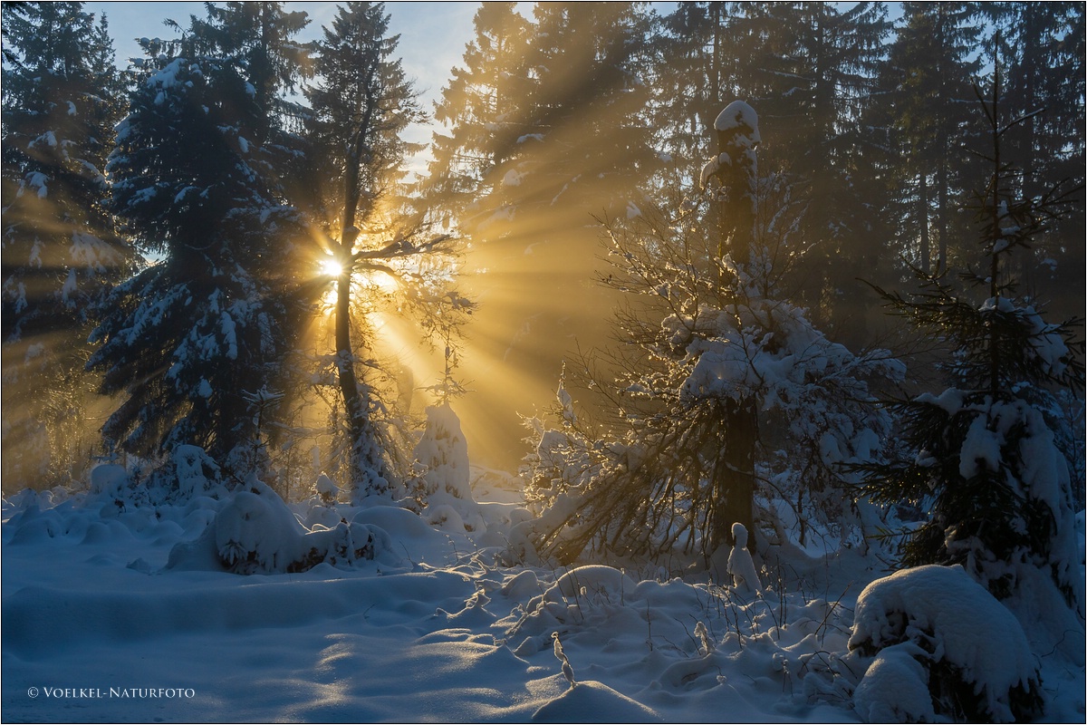 Wittgensteiner Winterwald