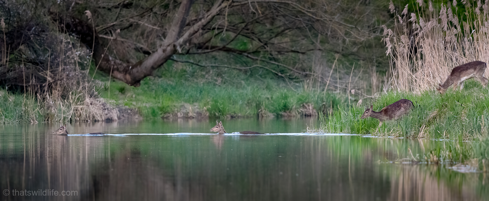 Schwimmkurs