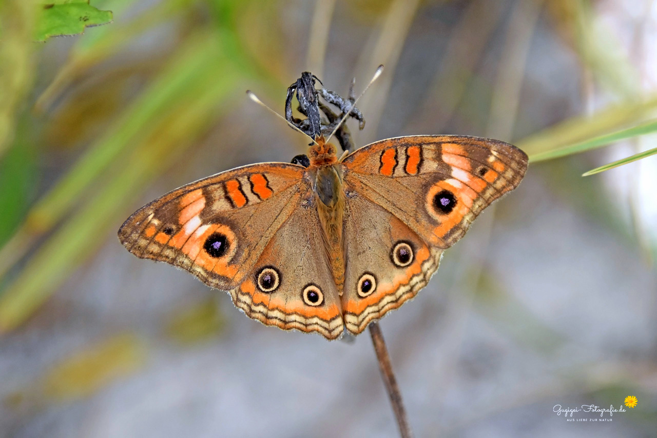 Junonia evarete (Synonyme: Papilio evarete, Precis evarete)