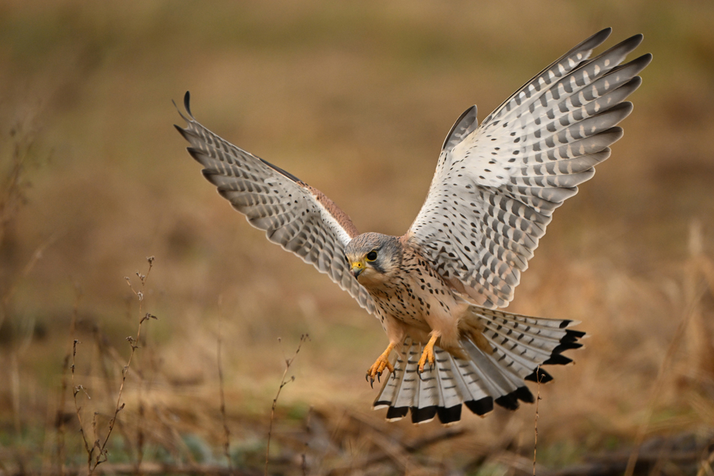 Turmfalke im Jagdmodus