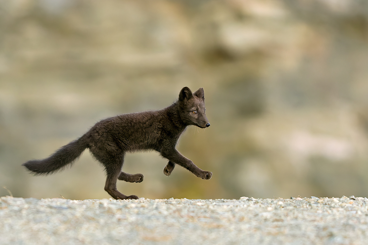 FOX-TROTT
