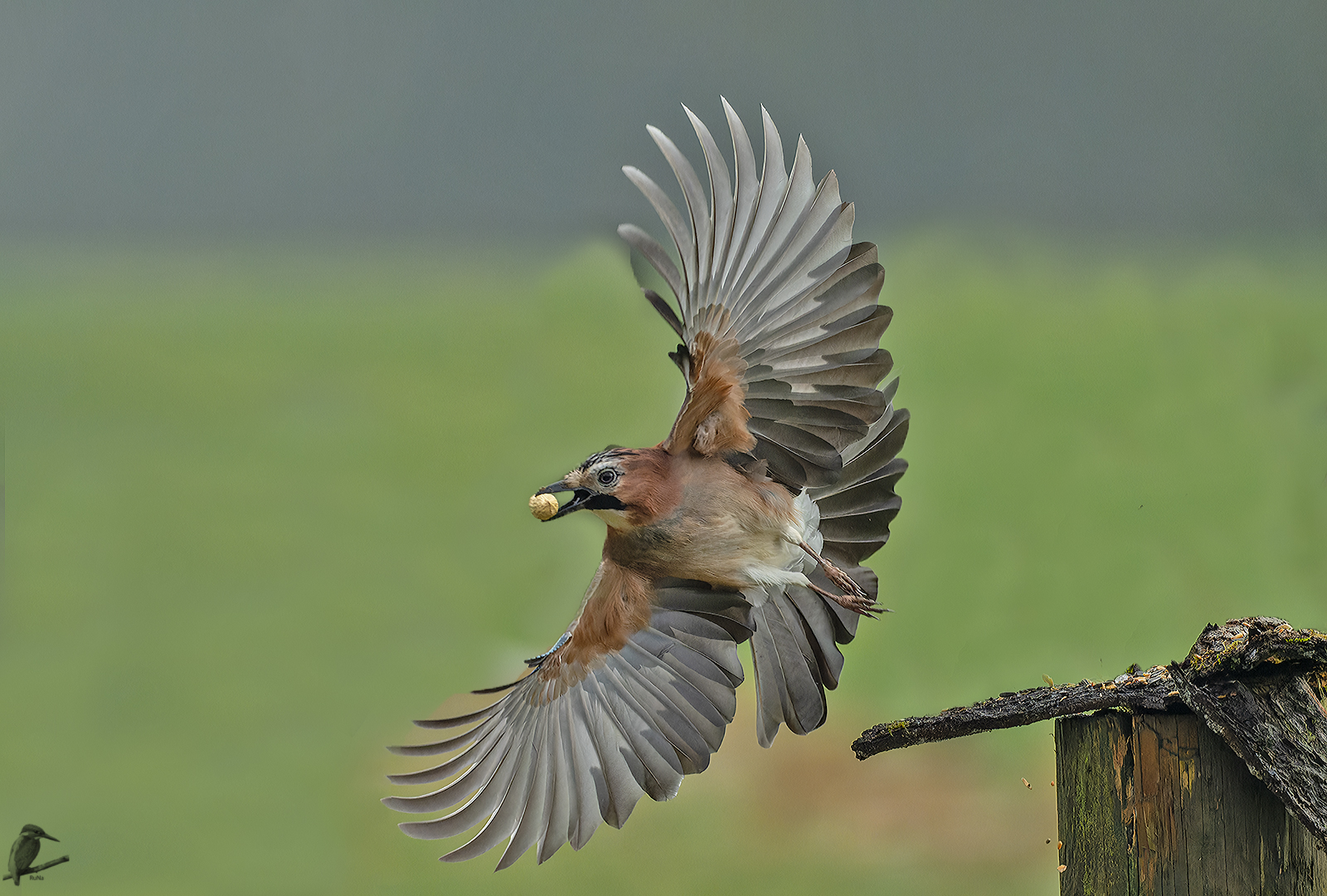 Eichelhäher Abflug