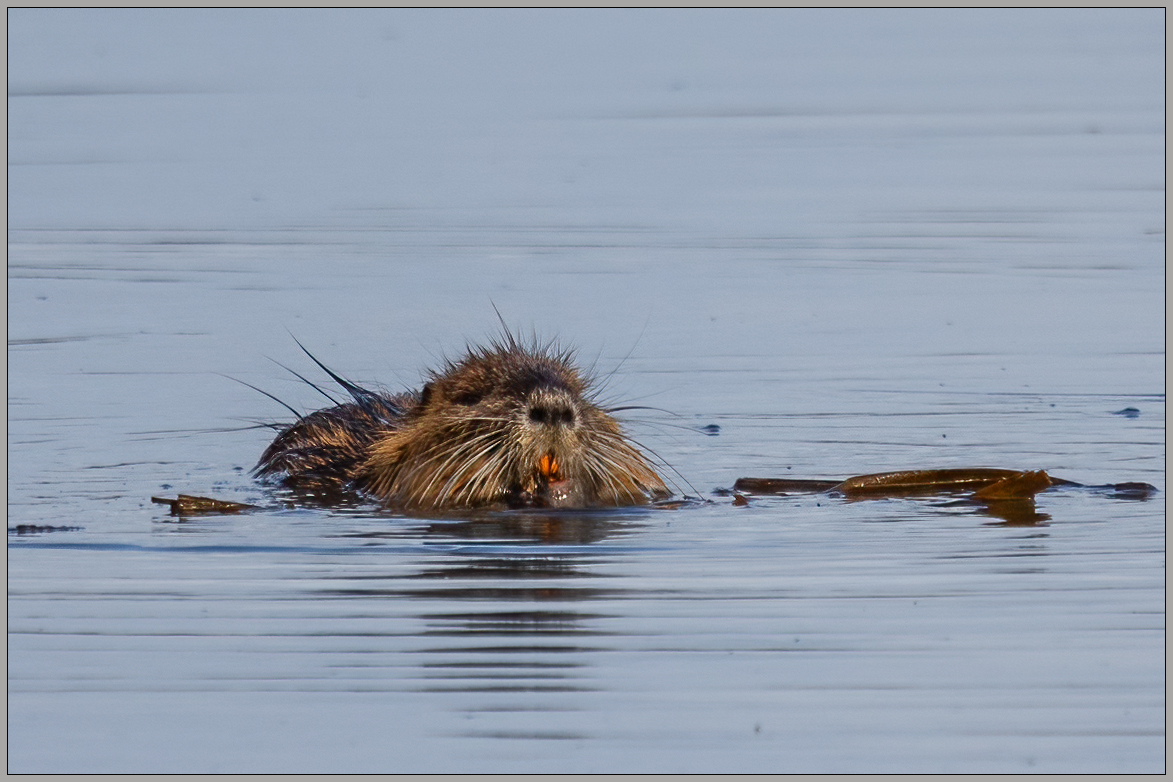 Beschaffungsmaßnahme