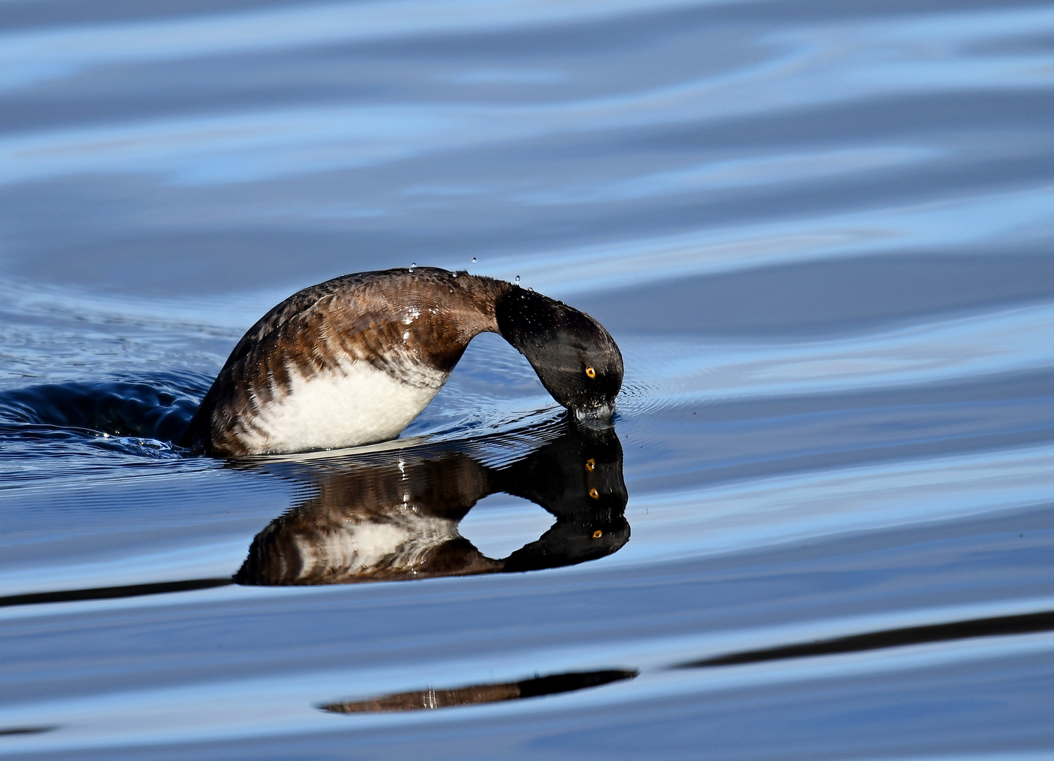 8 Äugige Ente