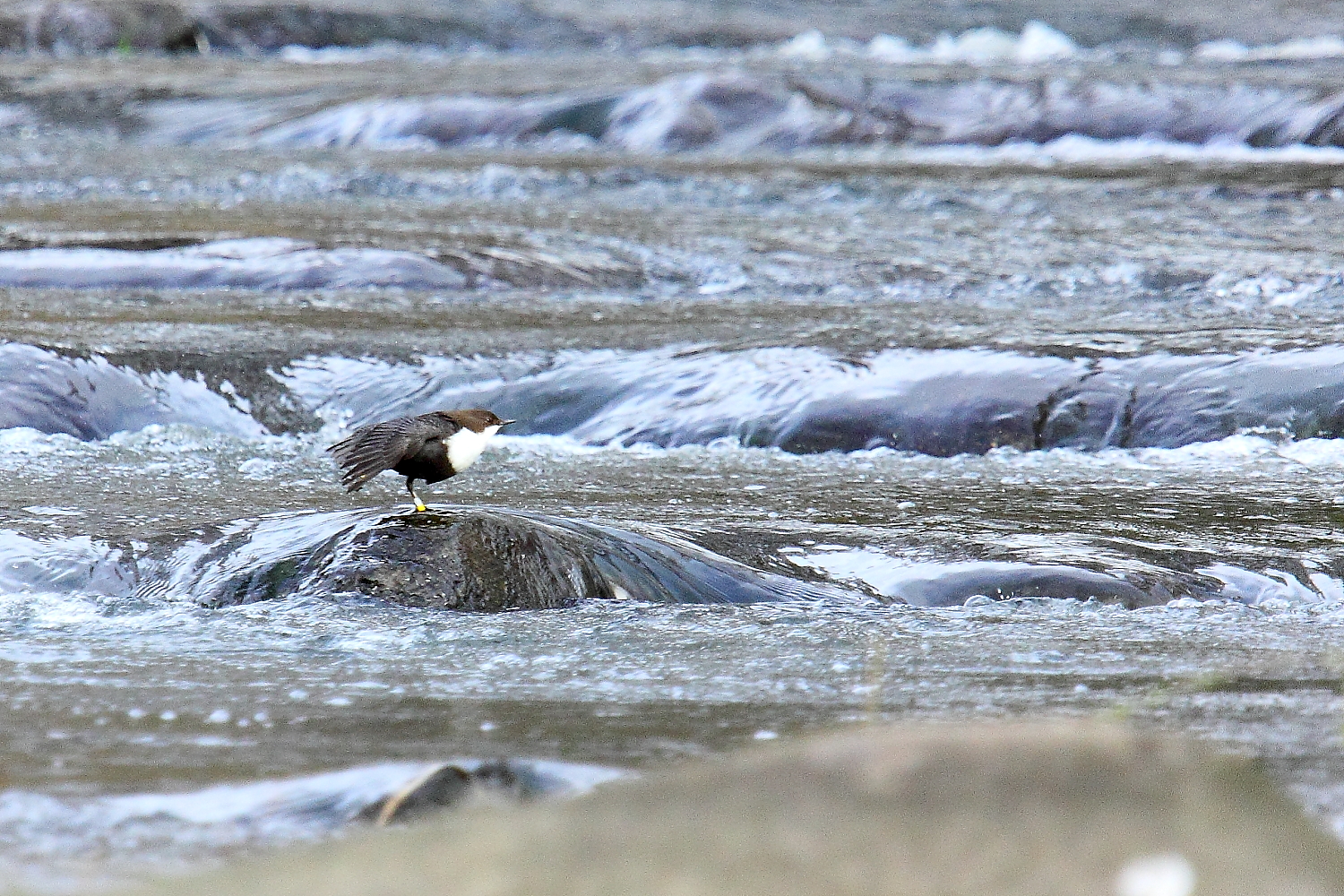 Die Nordische Wasseramsel