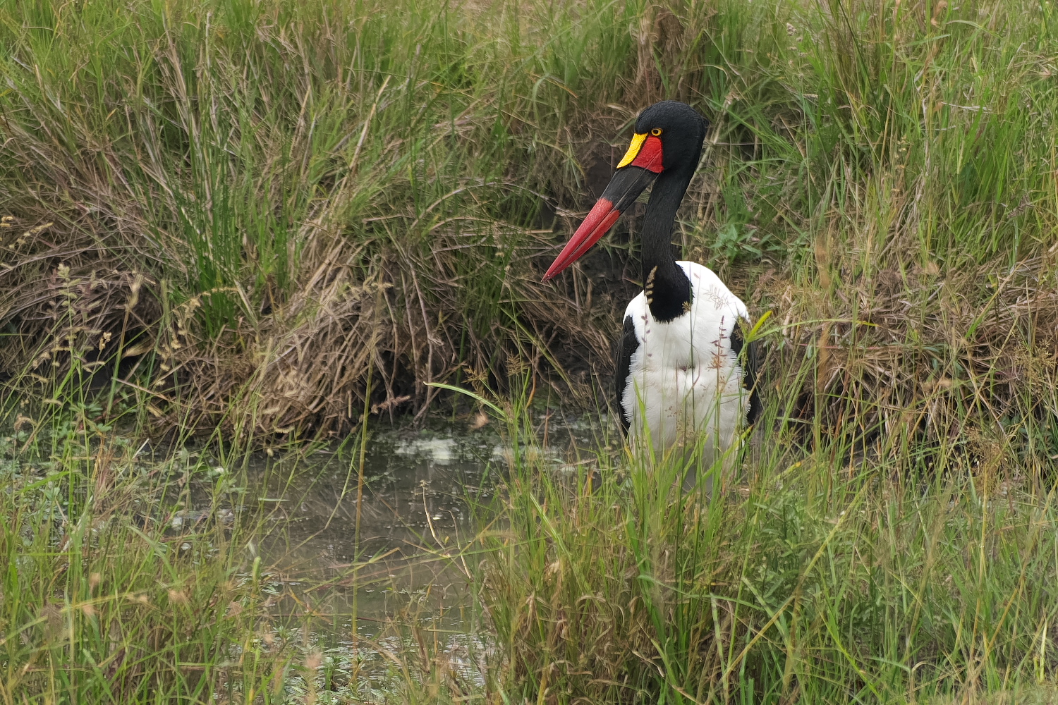 Sattelstorch