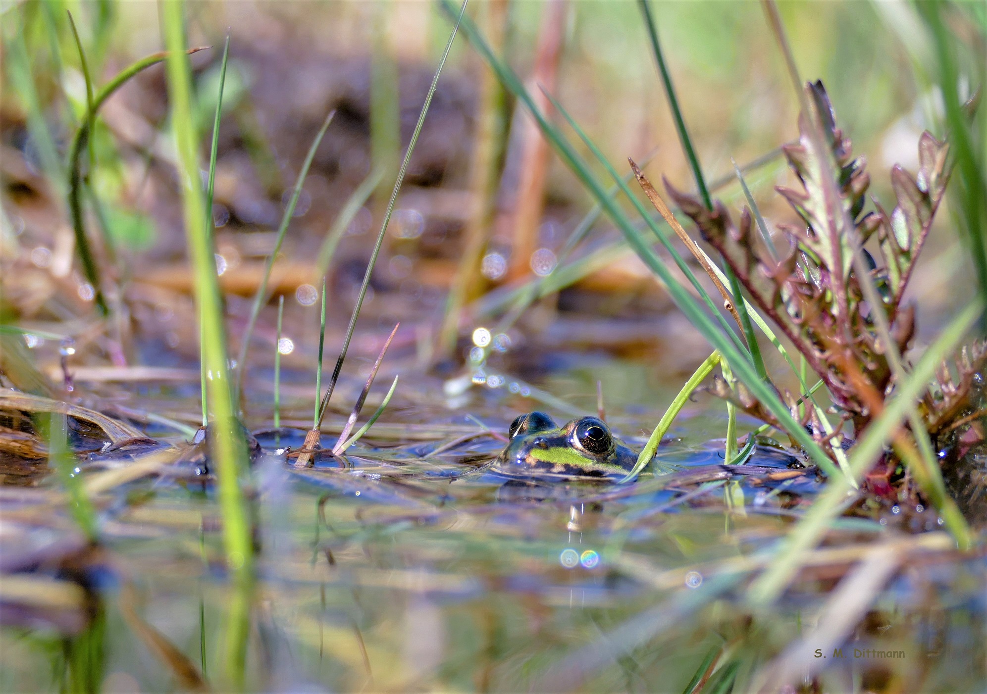 Teichfrosch