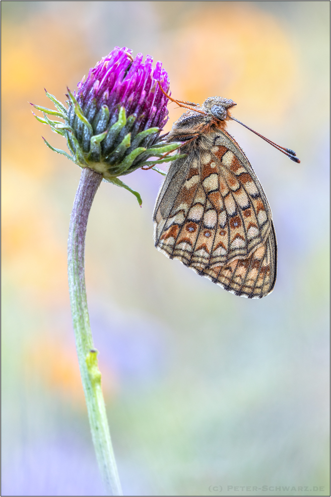 Mittlerer Perlmuttfalter (Fabriciana niobe)