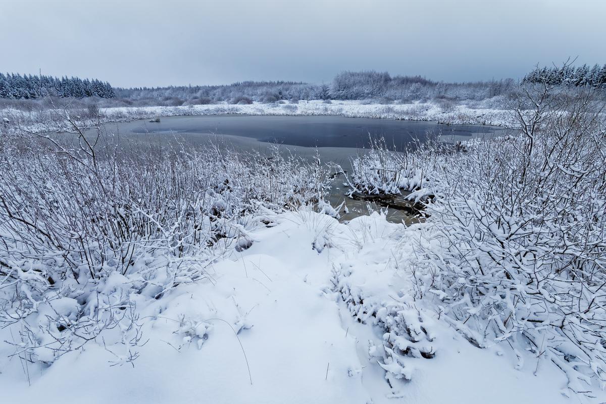 Winterwonderland im Hochmoor