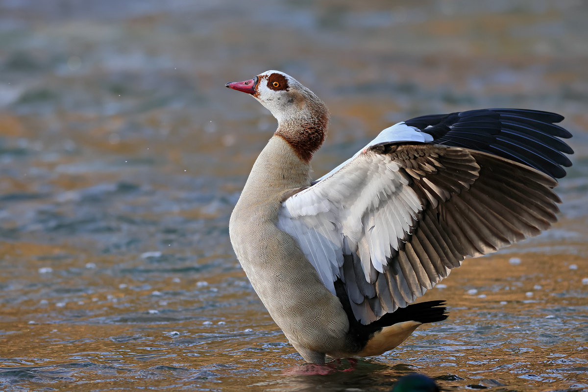 Nilgans