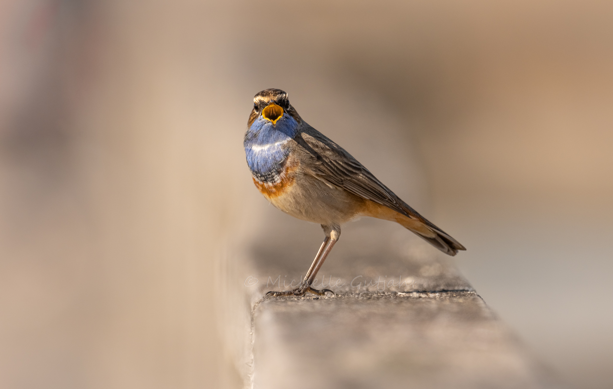 Weißsterniges Blaukehlchen