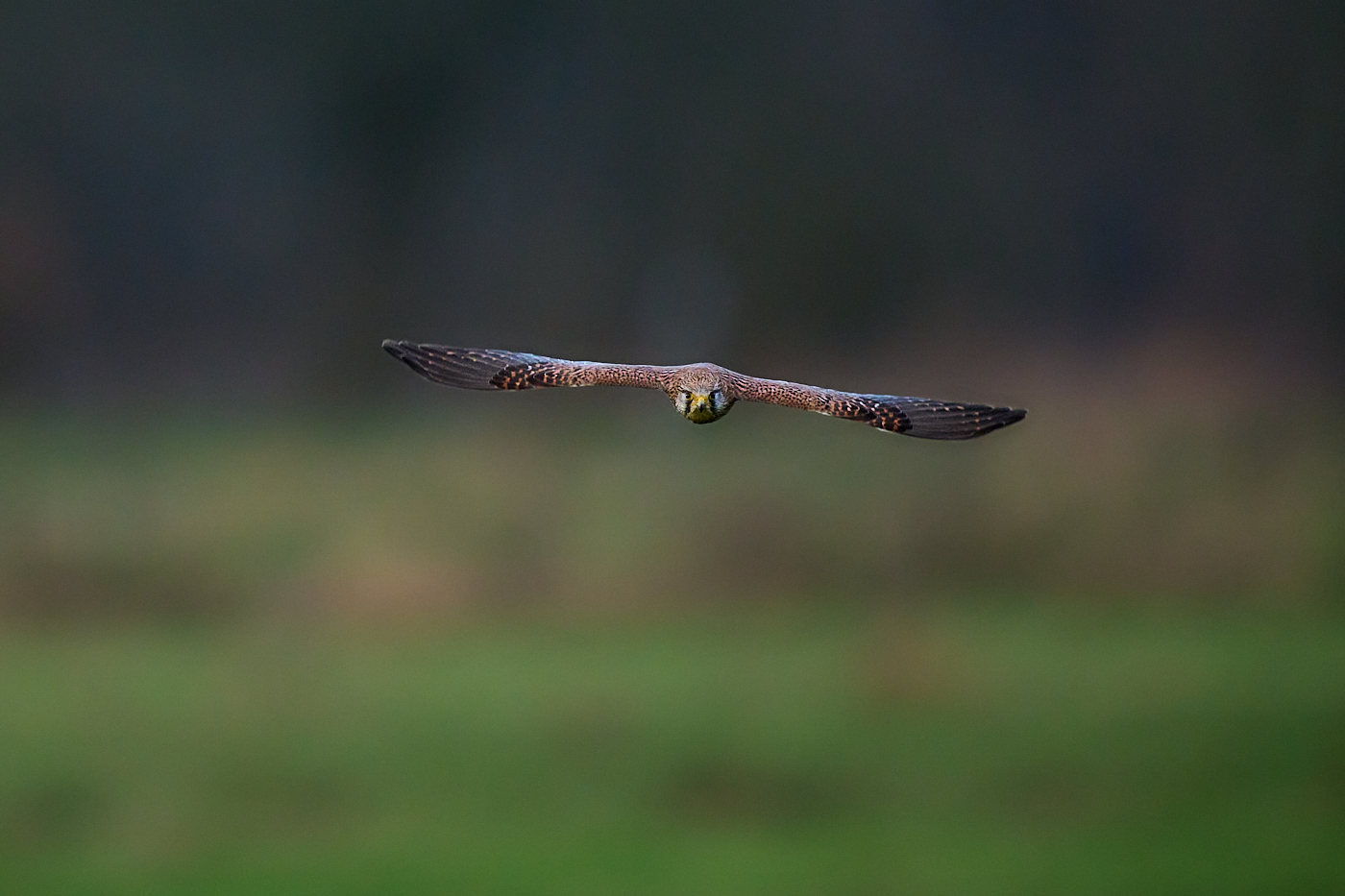 Anflug