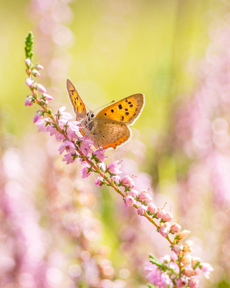 Sommer