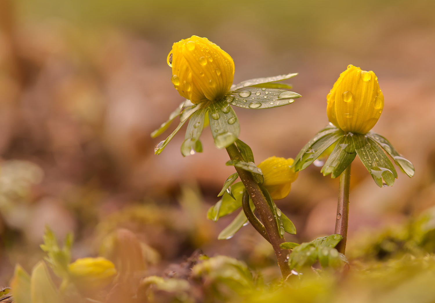 Ein bißchen Farbe