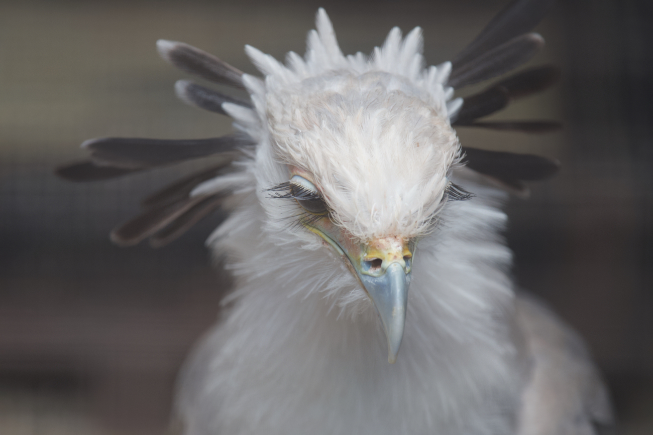 " Prinzessinnenvogel"